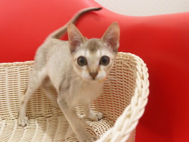 シンガプーラの子猫画像