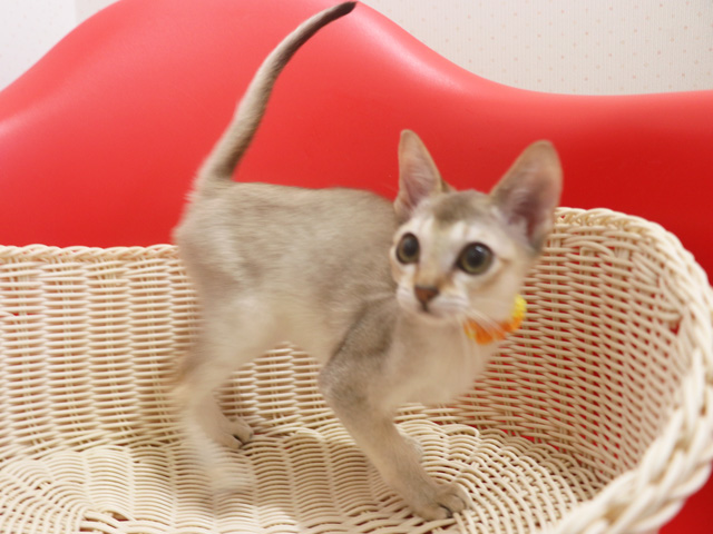 シンガプーラの子猫画像