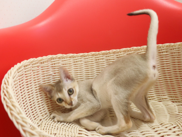 シンガプーラの子猫画像