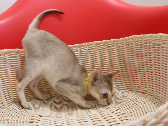 シンガプーラの子猫画像
