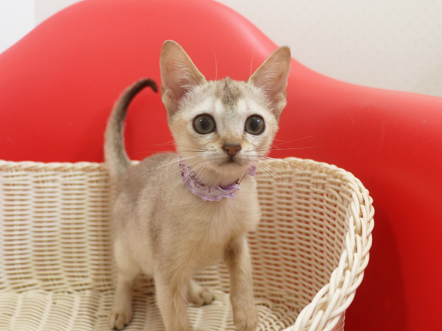 シンガプーラの子猫画像