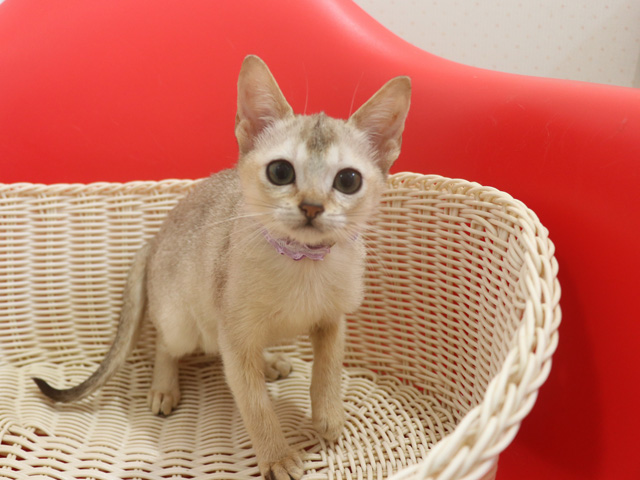 シンガプーラの子猫画像