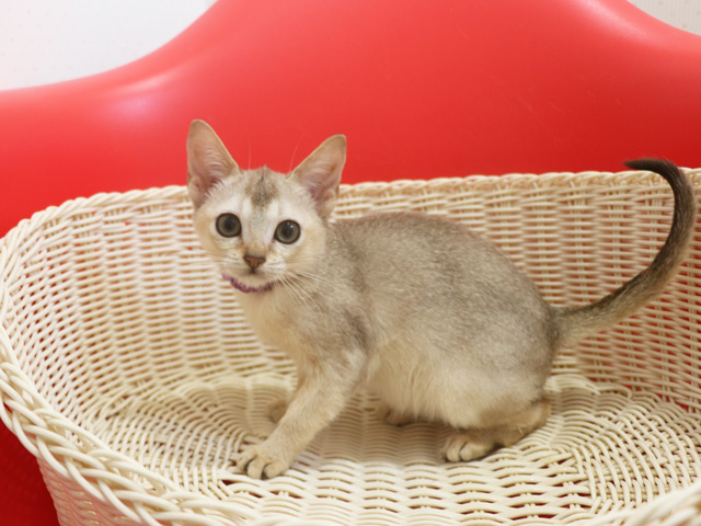 シンガプーラの子猫画像