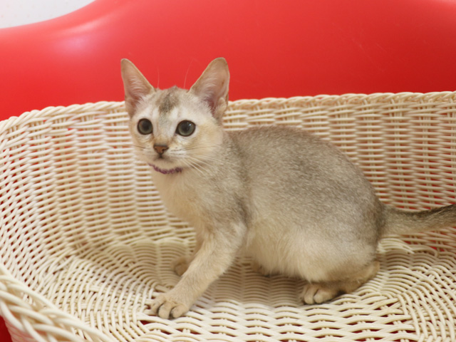 シンガプーラの子猫画像