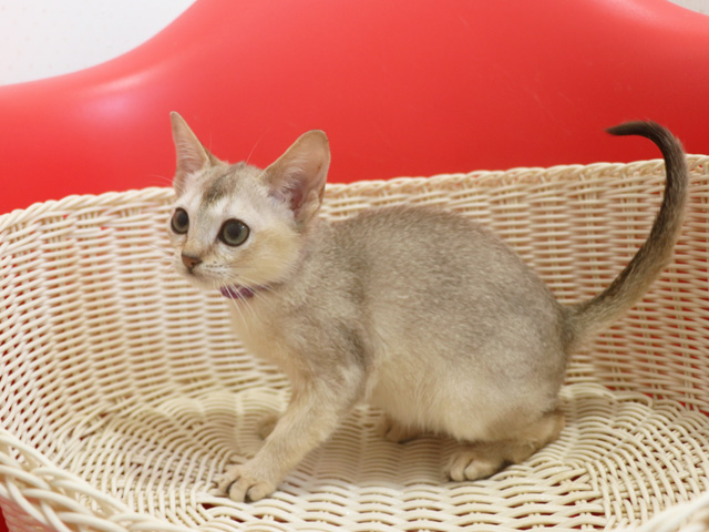 シンガプーラの子猫画像