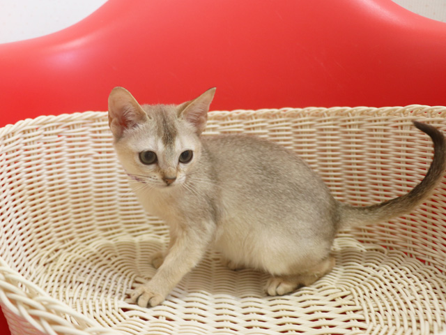 シンガプーラの子猫画像