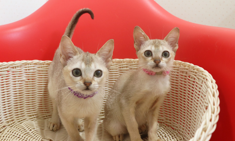 シンガプーラの子猫画像