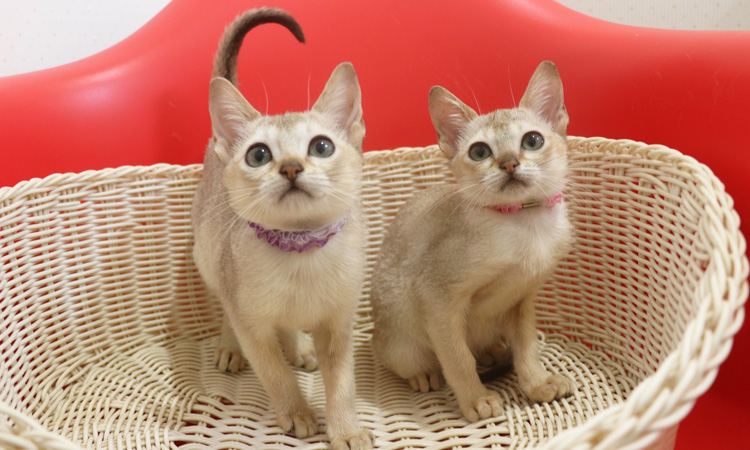 シンガプーラの子猫画像