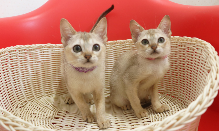 シンガプーラの子猫画像