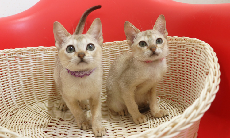 シンガプーラの子猫画像