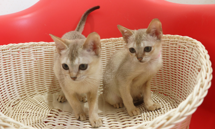 シンガプーラの子猫画像