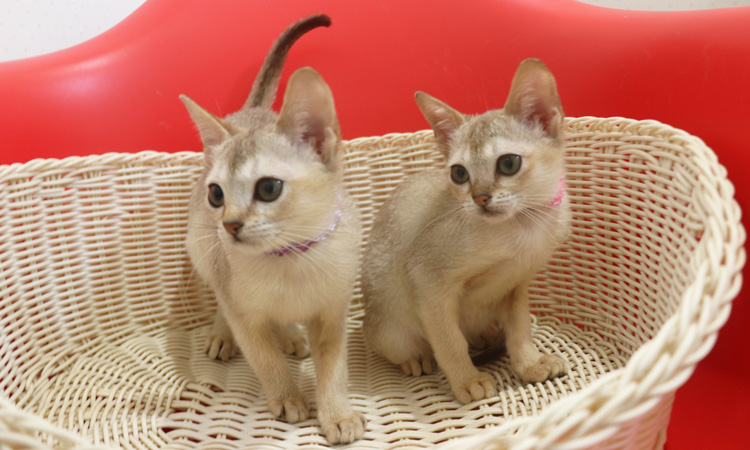 シンガプーラの子猫画像