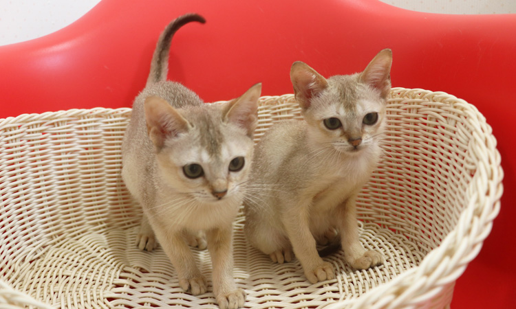 シンガプーラの子猫画像