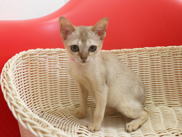 シンガプーラの子猫画像