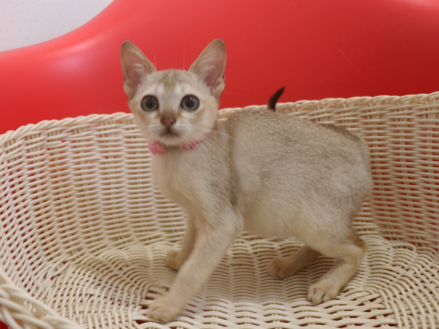 シンガプーラの子猫画像
