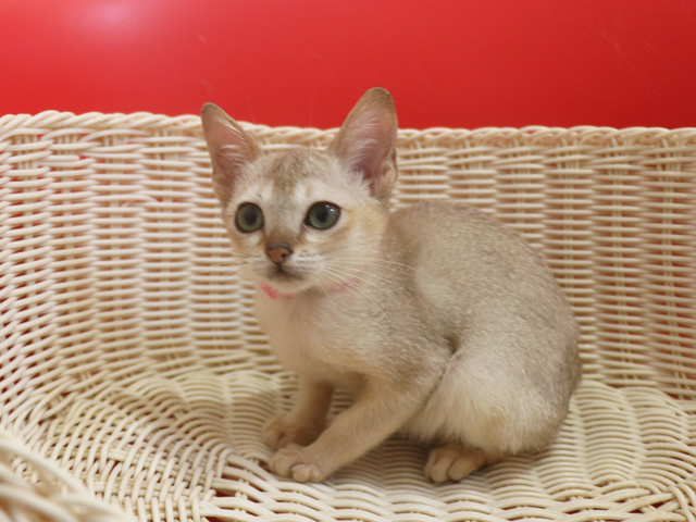 シンガプーラの子猫画像