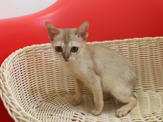 シンガプーラの子猫画像