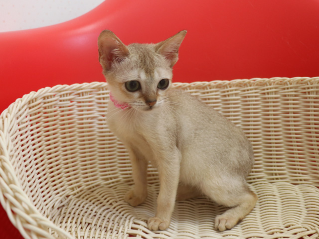 シンガプーラの子猫画像