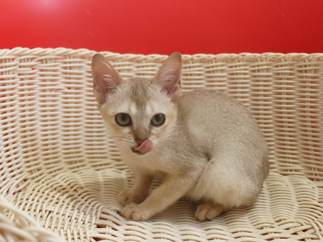 シンガプーラの子猫画像