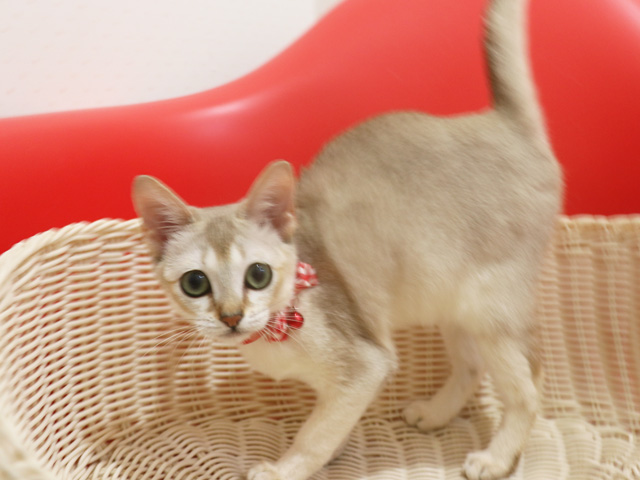 �V���K�v�[���q�L�摜