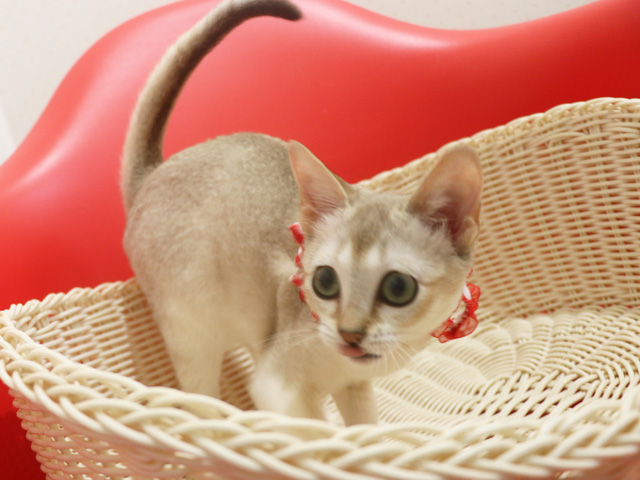 �V���K�v�[���̎q�L�摜