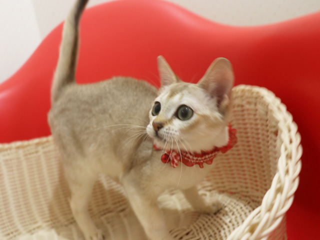 �V���K�v�[���̎q�L�摜