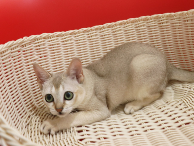 �V���K�v�[���̎q�L�摜