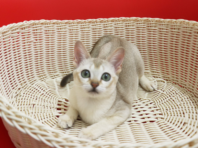 �V���K�v�[���̎q�L�摜