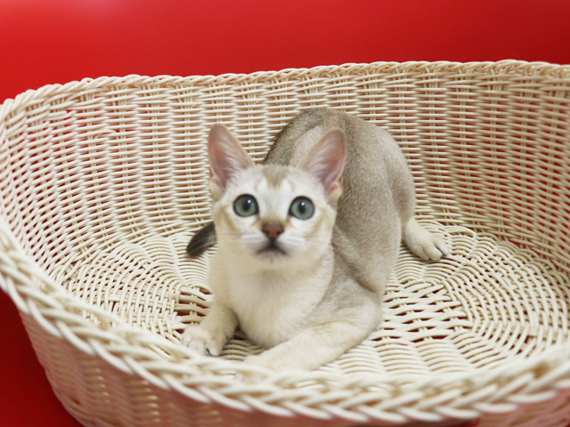 �V���K�v�[���̎q�L�摜