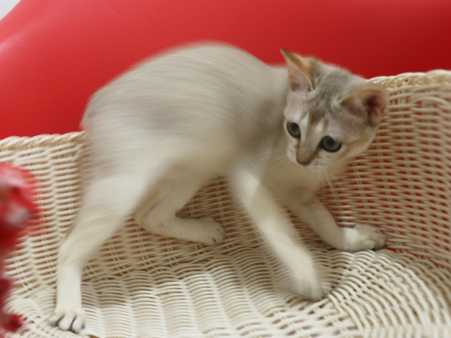 �V���K�v�[���̎q�L�摜