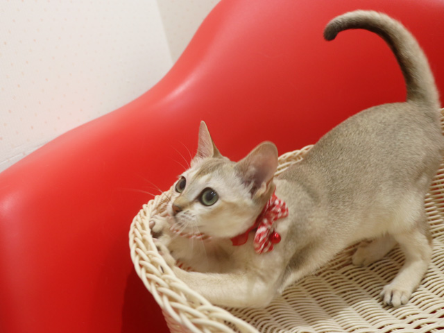 �V���K�v�[���̎q�L�摜