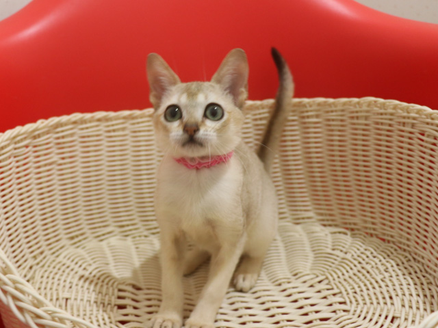 シンガプーラ子猫画像
