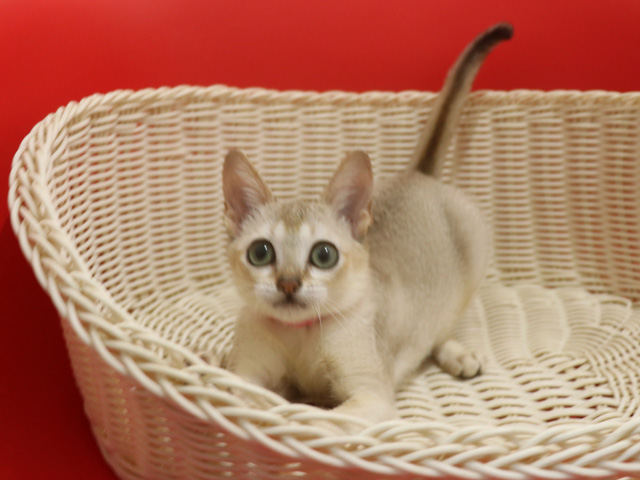 �V���K�v�[���̎q�L�摜