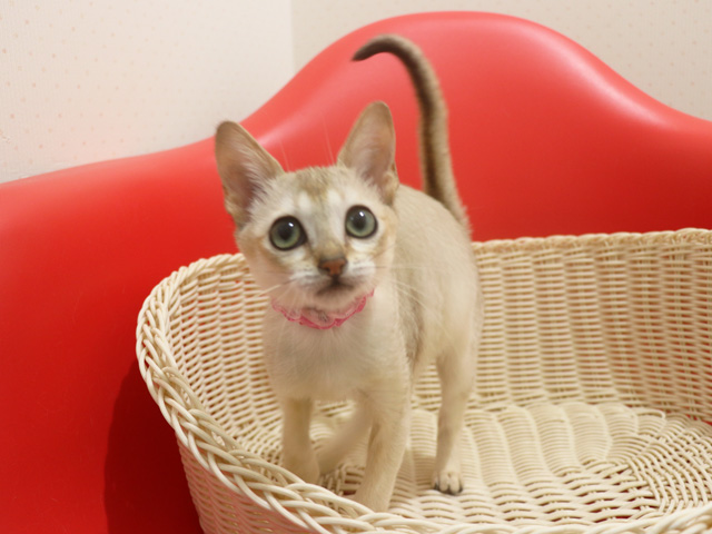 �V���K�v�[���̎q�L�摜