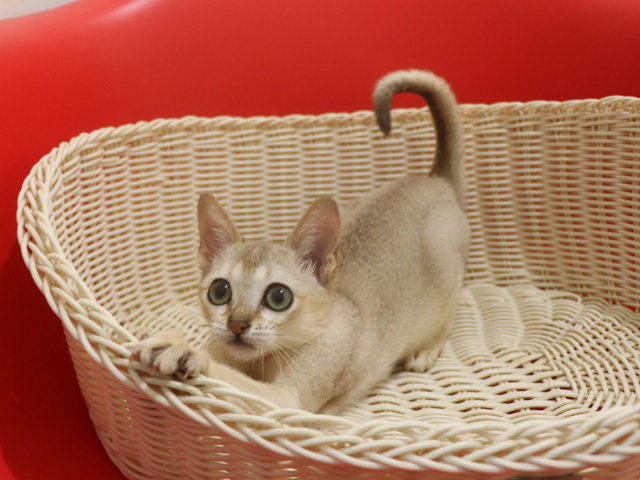 �V���K�v�[���̎q�L�摜