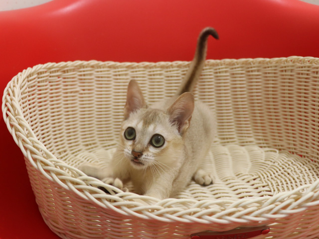 �V���K�v�[���̎q�L�摜