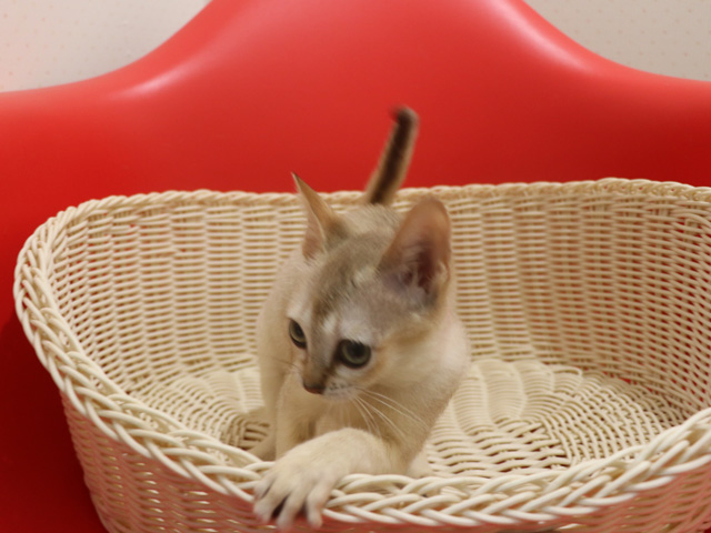 �V���K�v�[���̎q�L�摜