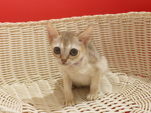 シンガプーラ子猫画像