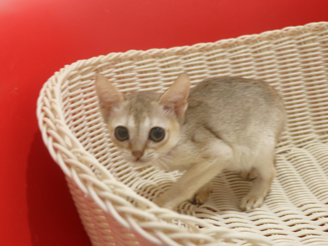 �V���K�v�[���̎q�L�摜