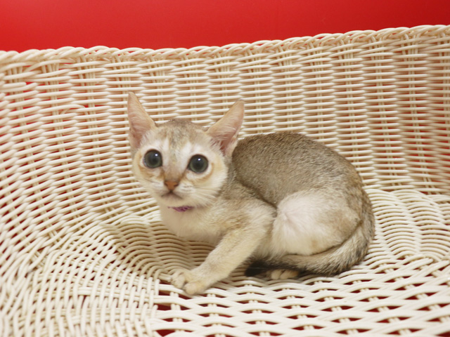 �V���K�v�[���̎q�L�摜