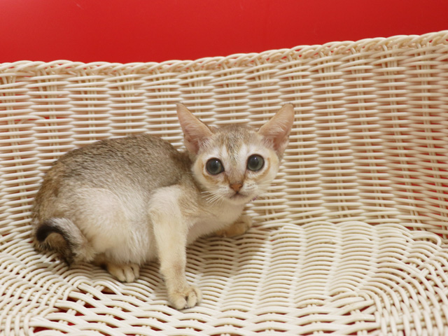 �V���K�v�[���̎q�L�摜