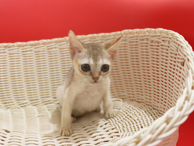 �V���K�v�[���̎q�L�摜