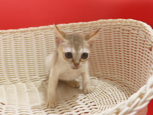 �V���K�v�[���̎q�L�摜