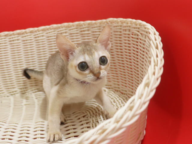 �V���K�v�[���q�L�摜