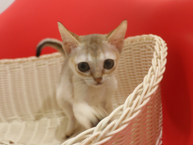 �V���K�v�[���̎q�L�摜