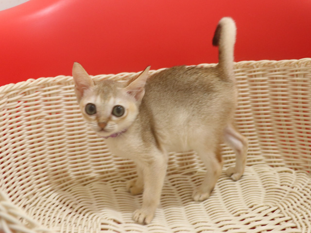 �V���K�v�[���̎q�L�摜