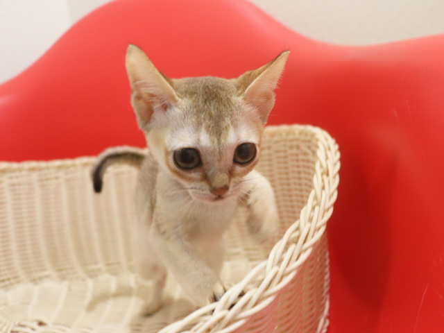 �V���K�v�[���̎q�L�摜