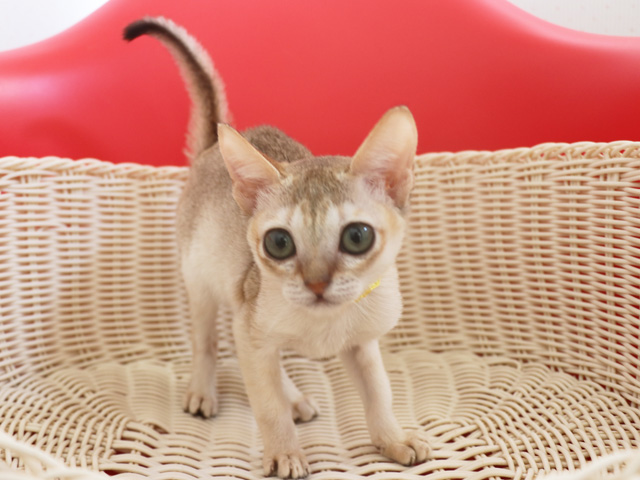 シンガプーラの子猫画像