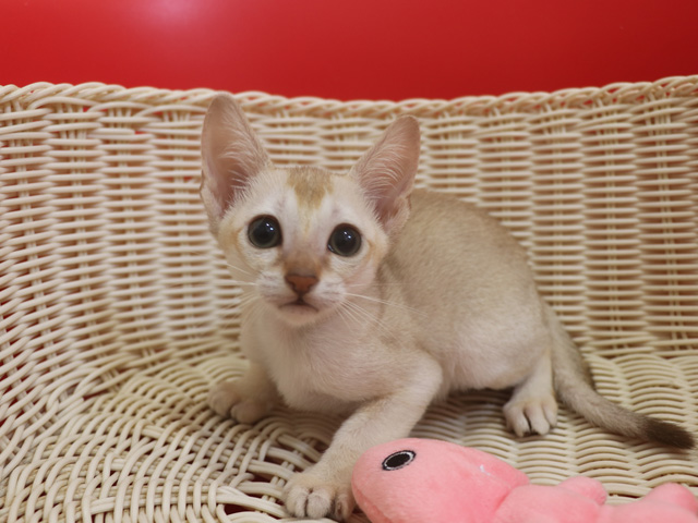 シンガプーラの子猫画像