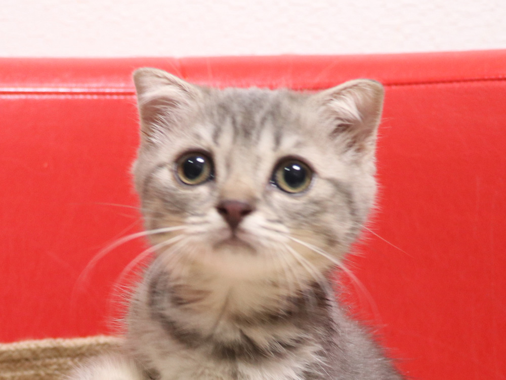 スコティッシュフォールドの子猫画像